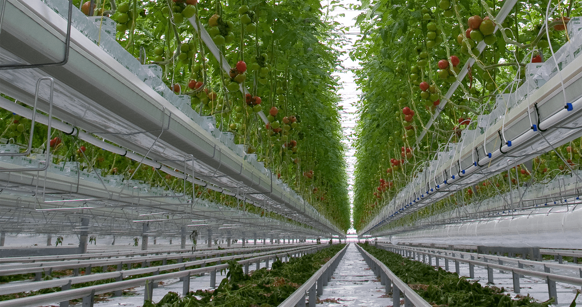 E800 Goutteur en ligne à débit autorégulé et/ou anti-vidange