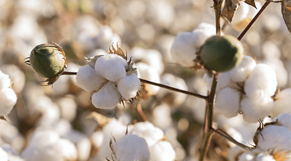 Cotton