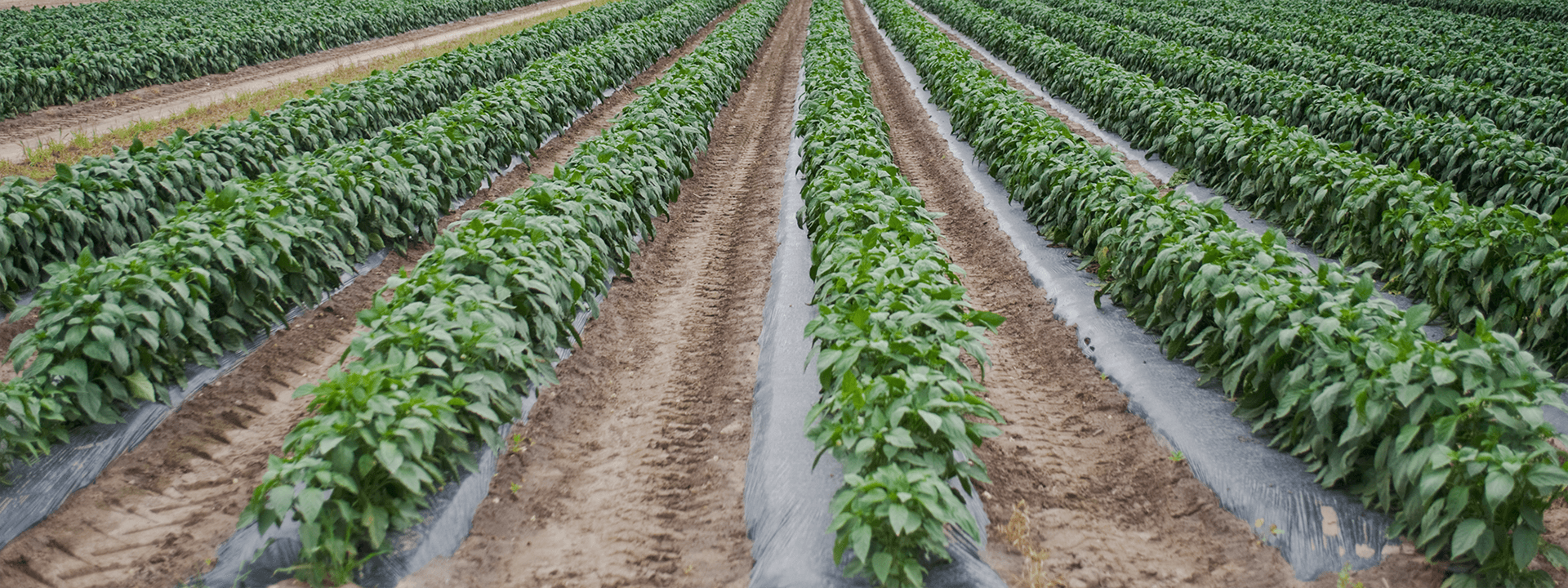 Maraîchage Plein Champ