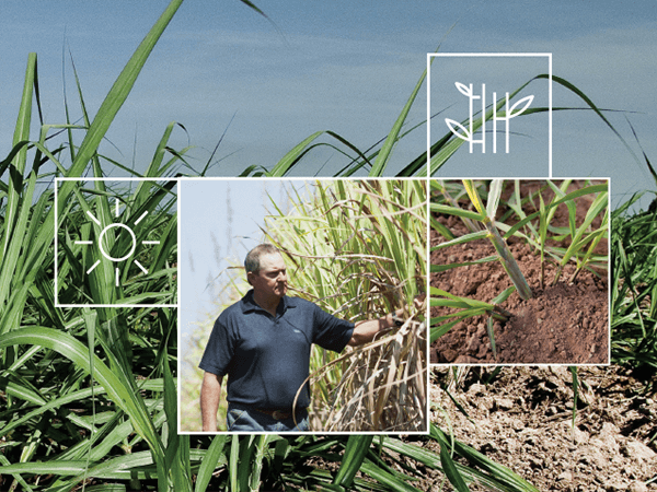 Sugar Cane Irrigation Solutions