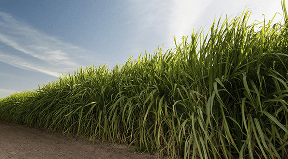 Sugar Cane