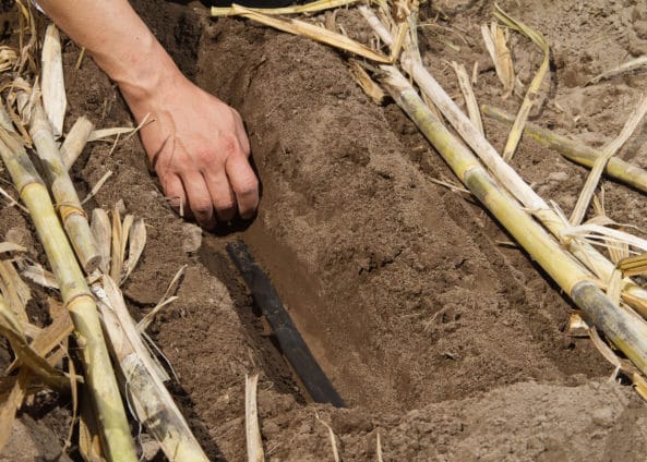 Subsurface drip irrigation for sugar cane