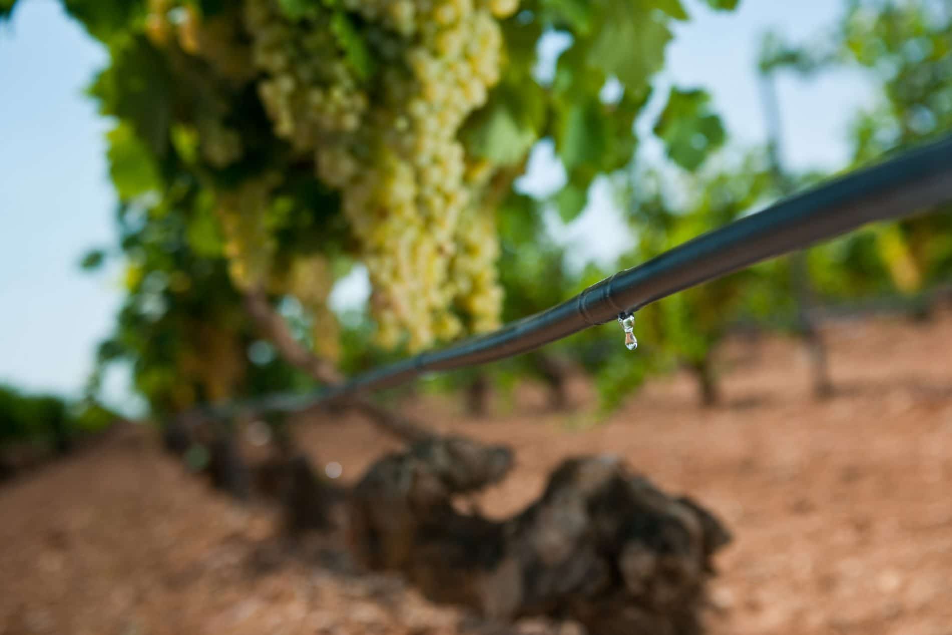 Les bénéfices de l’entretien des systèmes d’irrigation goutte à goutte