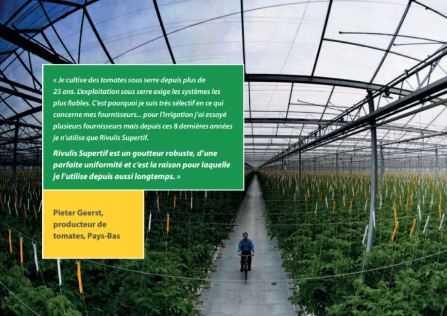 greenhouse tomato crop