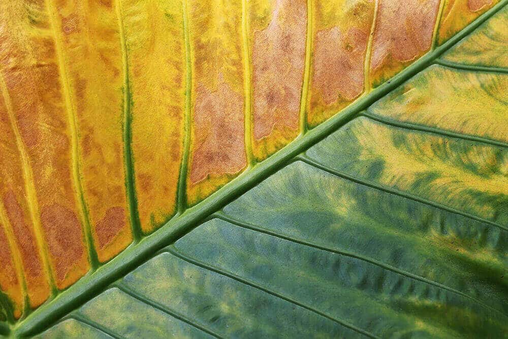 5 Signes qui montrent que vous pourriez être en train de sur-irriguer ou sous-irriguer