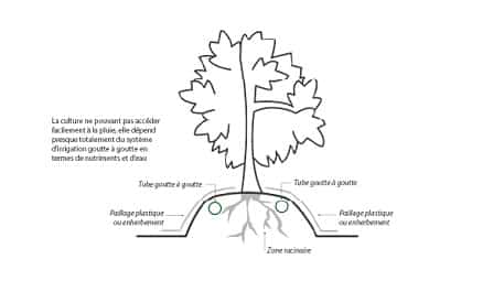 irrigation de précision pour les myrtilles