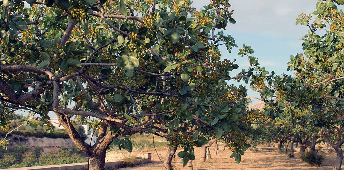 Fruits À Coque: Une culture rentable assurant d’importants retours sur investissement