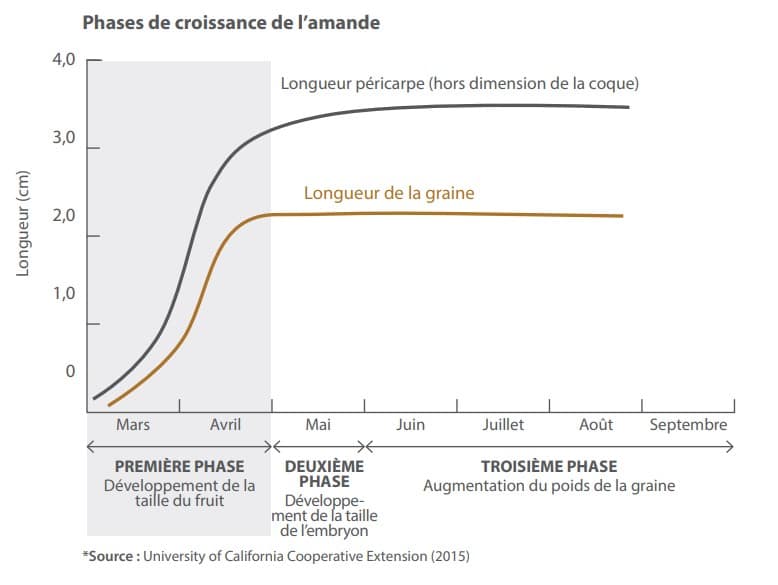 Phases de croissance de l’amande