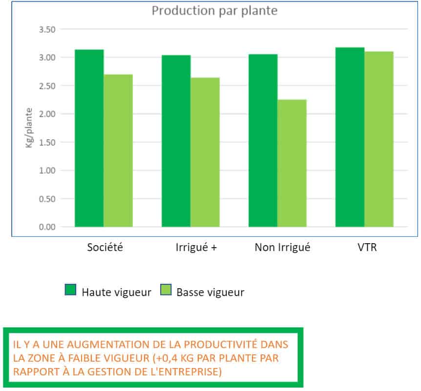 PRODUCTION PER PLANT AT HARVEST (2021)