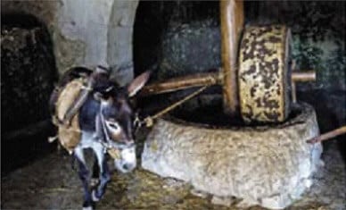 production d’huile d’olive dans le monde antique