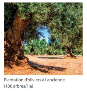 Plantation d’oliviers à l’ancienne (100 arbres/Ha)