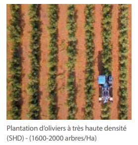 Plantation d’oliviers à très haute densité (SHD) - (1600-2000 arbres/Ha)