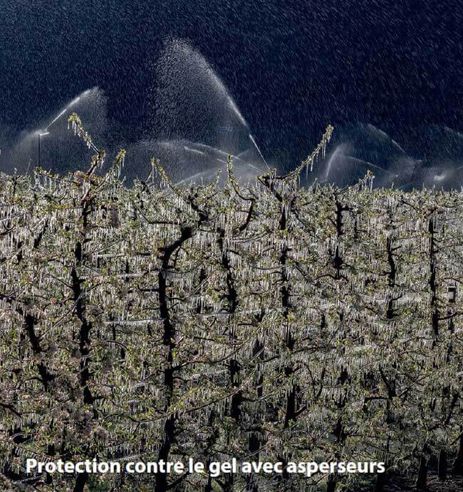 Protection contre le gel avec asperseurs