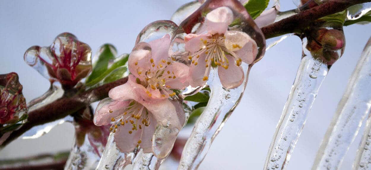 PROTECTION ANTIGEL – Le guide d’introduction pour la protection de votre investissement