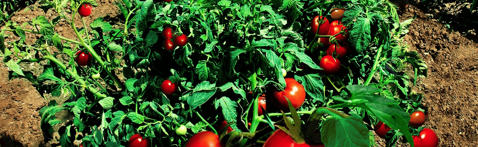 https://fr.rivulisdev.co.il/wp-content/uploads/2023/11/Banner_tomatos.jpeg