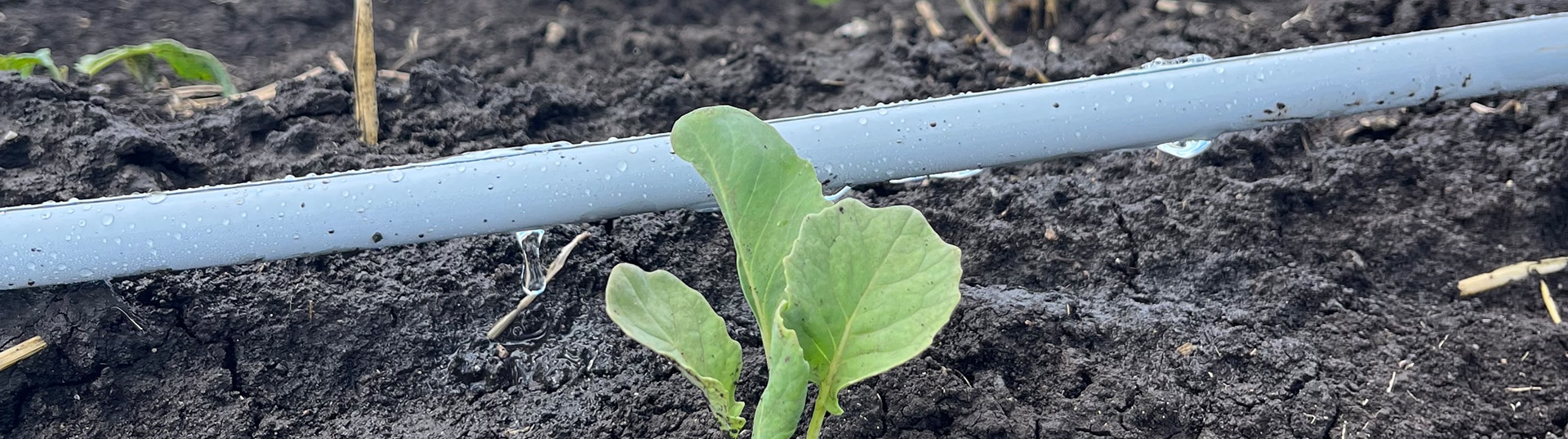 Rivulis T-Tape White, plus respectueux de l’environnement, le summum de la performance et de la fiabilité