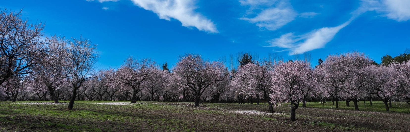 Biologie des cultures d&rsquo;amandes et besoins pour la croissance