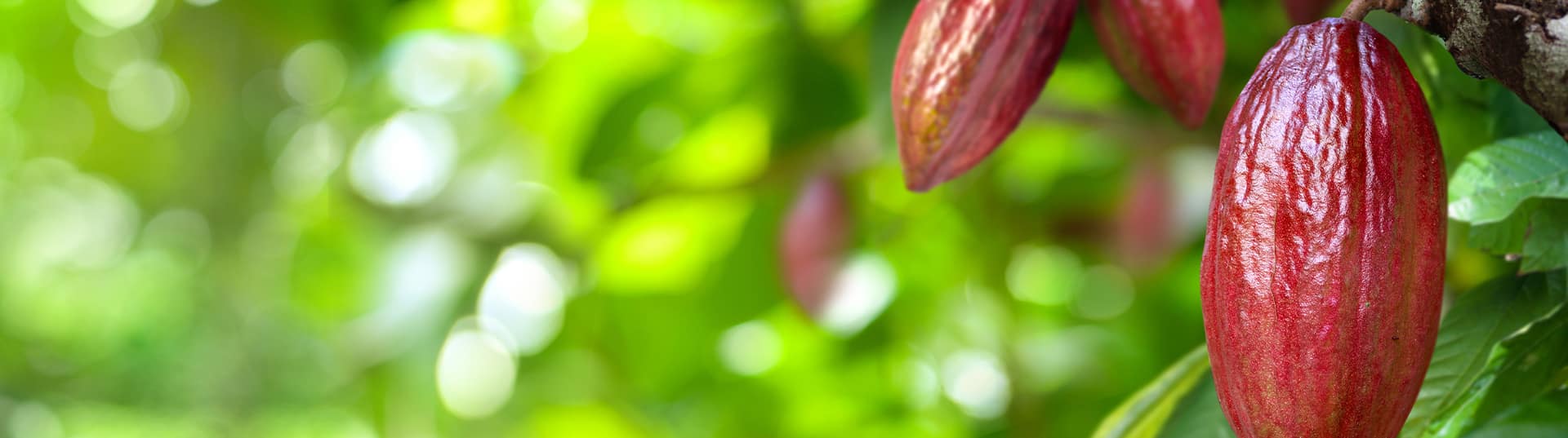 Irrigation efficace : la clé d&rsquo;une culture durable du cacao