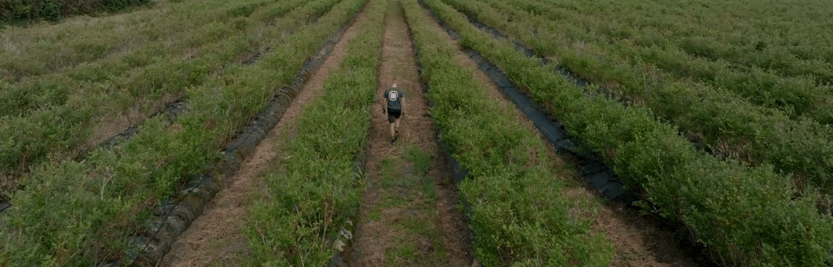 Rivulis : une irrigation de précision au service des cultures d’asperges et de myrtilles